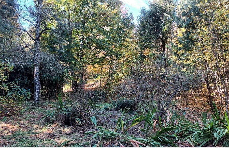 3 Bedroom Property for Sale in Hogsback Eastern Cape